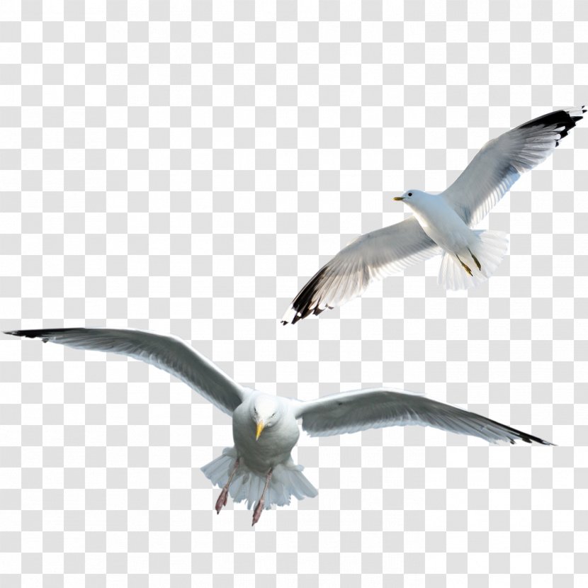 Gulls Clip Art Bird Image - Fauna Transparent PNG