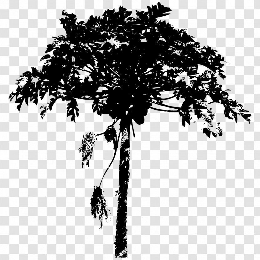 Tree Paintbrush Woody Plant - Black And White - Palm Transparent PNG