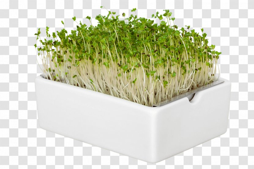 Grass Flower - Vegetable - Perennial Plant Transparent PNG