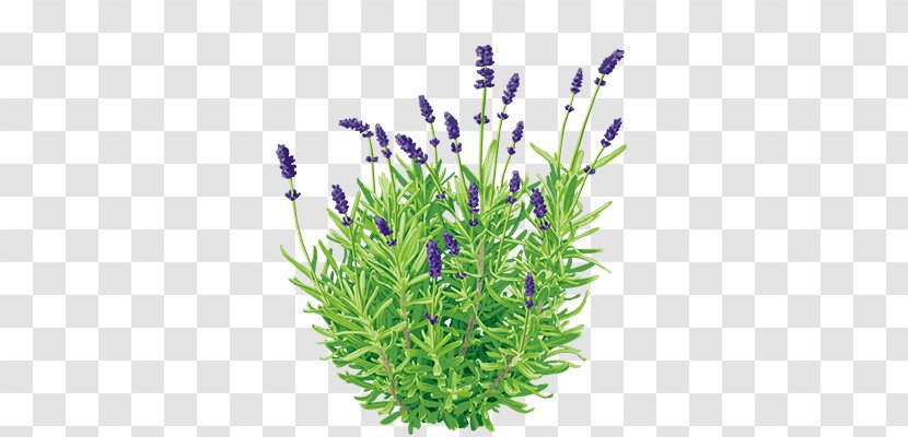 English Lavender Essential Oil Perfume Aroma Compound - Plant Transparent PNG