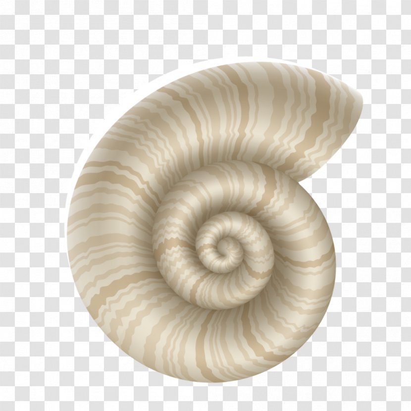 Seashell Marine Mollusc Shell Conchology - Snail Transparent PNG