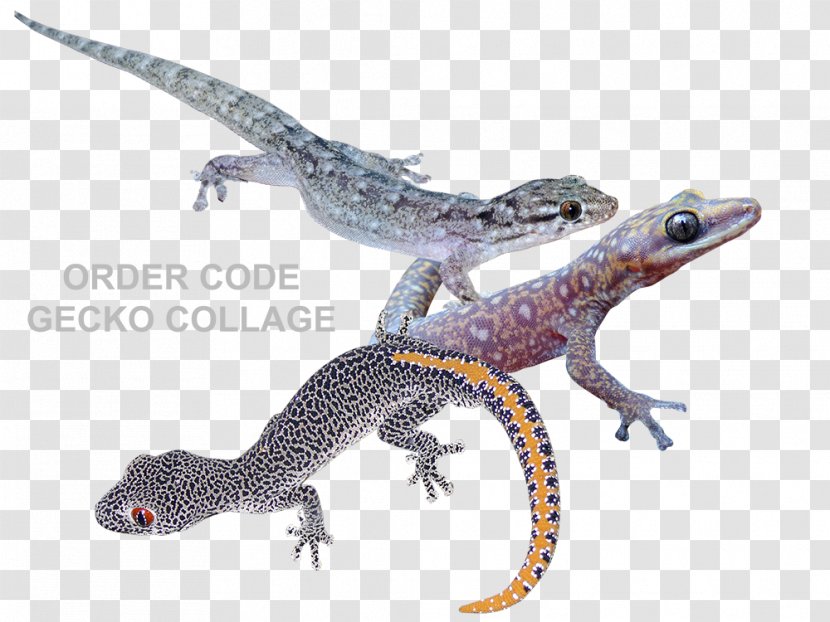 Gecko Reptiles In Focus Newt Amphibian - Reptile - Geko Transparent PNG