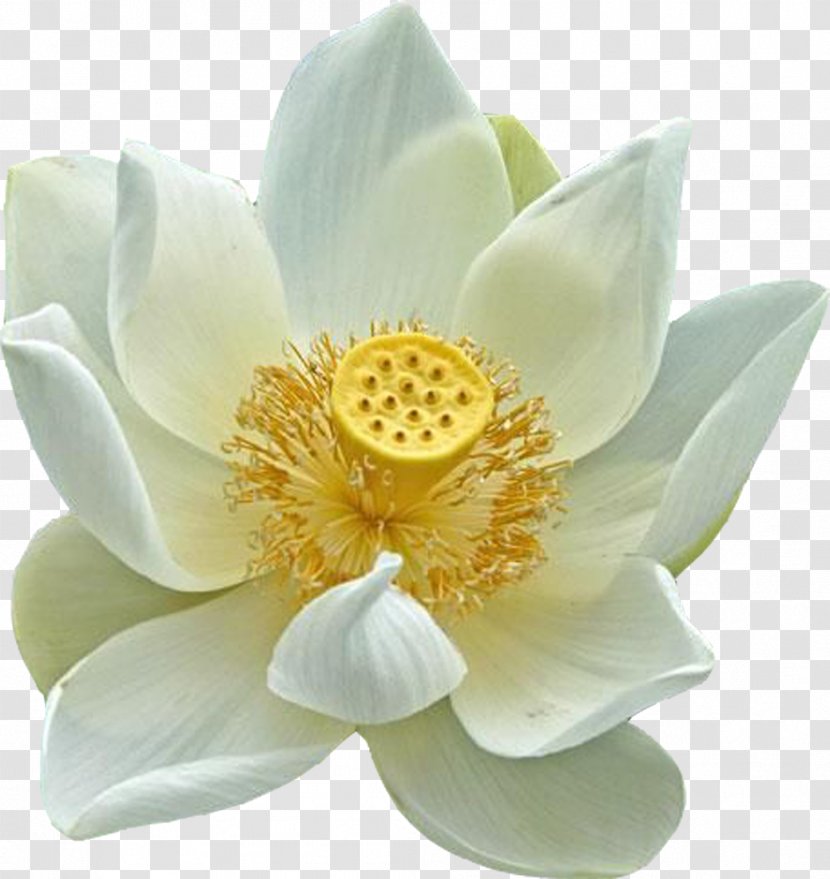 Nelumbo Nucifera Egyptian Lotus Plant Symbolism Flower - Flowering Transparent PNG