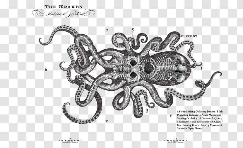 Kraken Rum Le Chant Du Octopus - Line Art - Visual Arts Transparent PNG