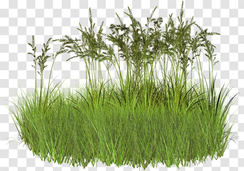 Green Grass - Herb - Family Transparent PNG