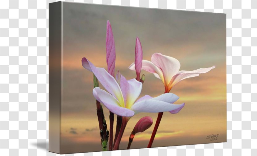 Gallery Wrap Wildflower Plant Photography - Flower - Plumeria Transparent PNG