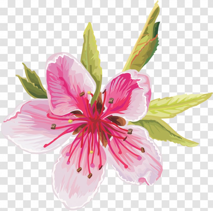 Flower Download Clip Art - Cherry Blossom - Apricot Transparent PNG