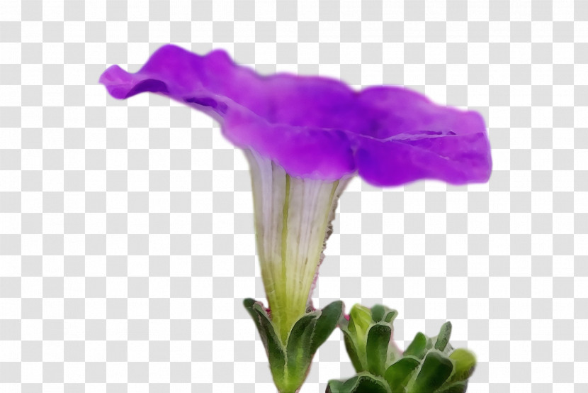 Plant Stem Cut Flowers Petal Purple Transparent PNG