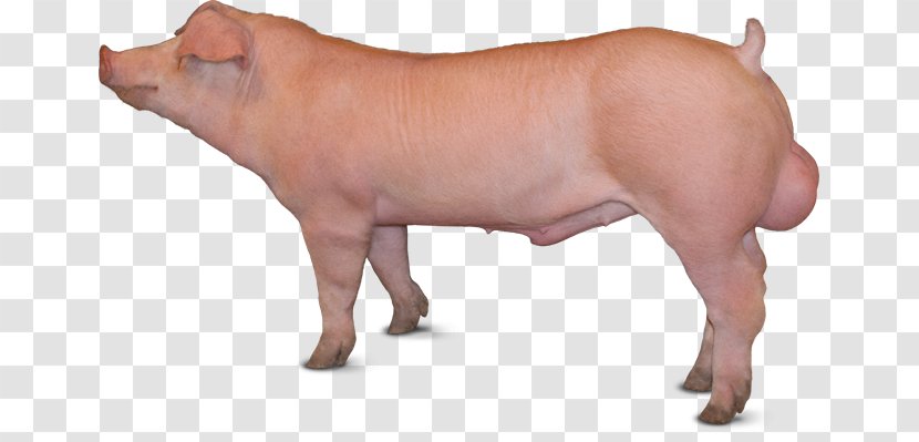 Piétrain Duroc Pig Large White British Landrace Danish - Domestic - Animal Breeding Transparent PNG