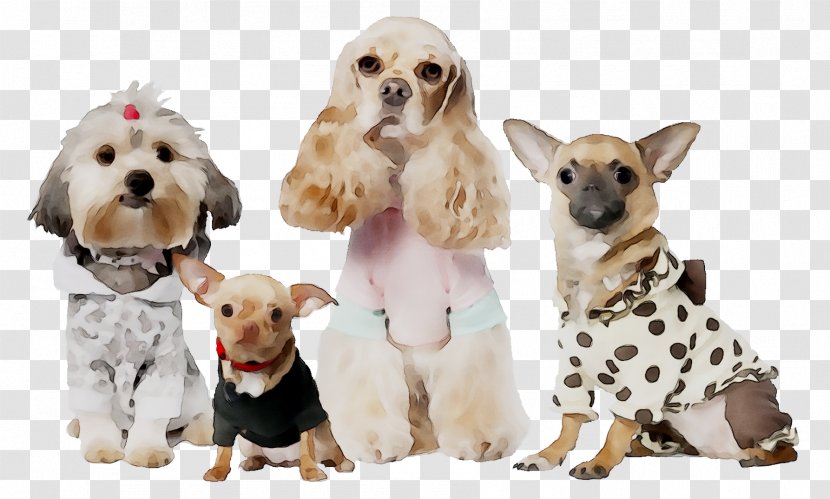 Chihuahua Shih Tzu English Cocker Spaniel Puppy - Pet - Carnivore Transparent PNG