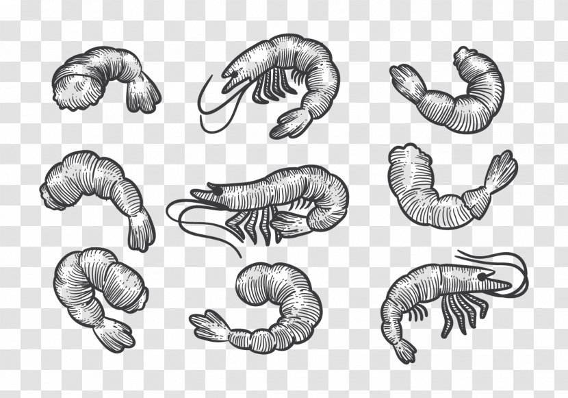 Shrimp Drawing Sketch - Worm - Prawn Transparent PNG