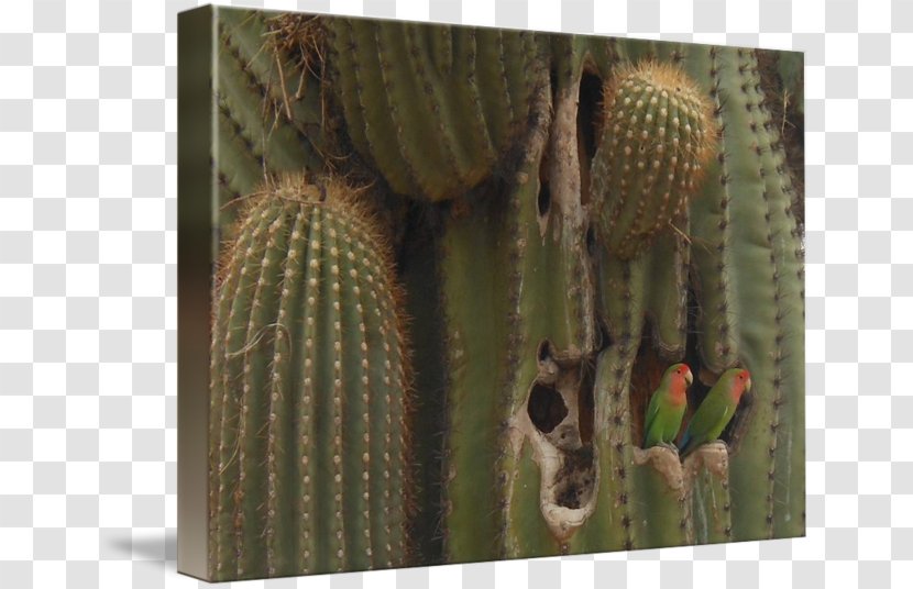 Nopal Strawberry Hedgehog Cactus Cactaceae Biome Tree - Saguaro Transparent PNG