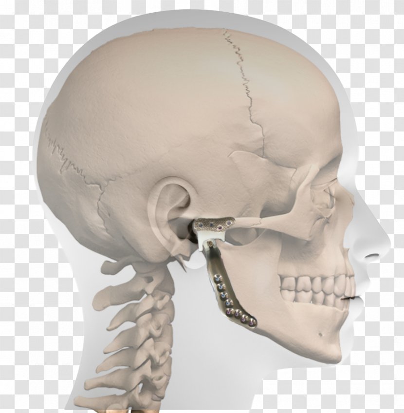 Nose Standard Anatomical Position Horizontal Plane Temporomandibular Joint Anatomy - Forehead - Teeth Model Transparent PNG