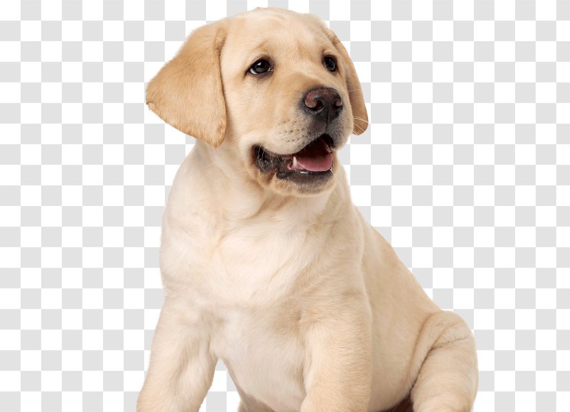 Labrador Retriever Puppy Dog Breed Companion Guide - Blindness Transparent PNG