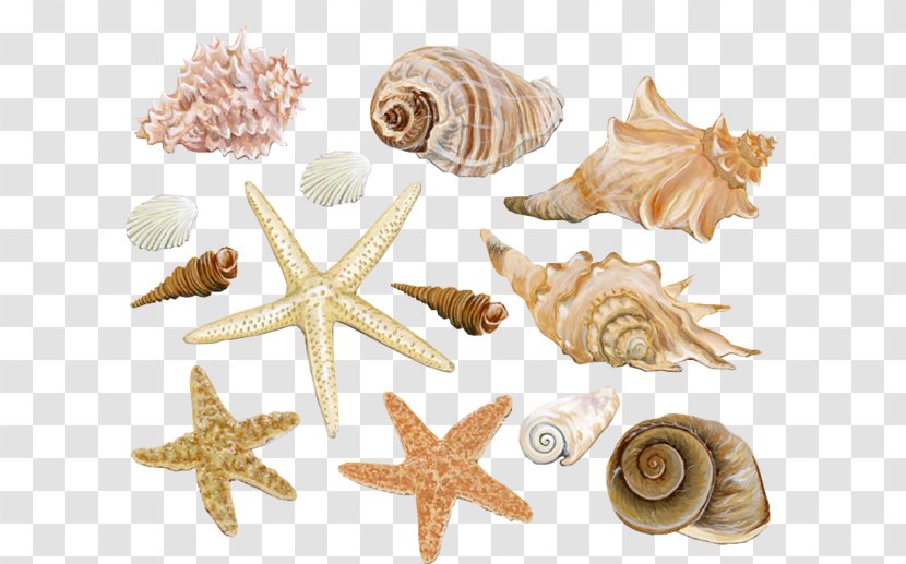 Seashell Clam Conch Mollusc Shell - Coral Reef - Beach Starfish Decoration Material Transparent PNG