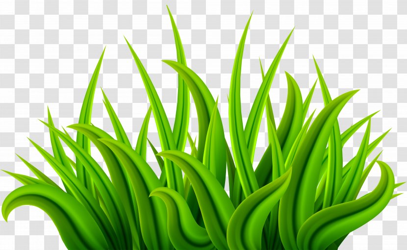 Download Clip Art - Image Resolution - Grass Green Transparent PNG