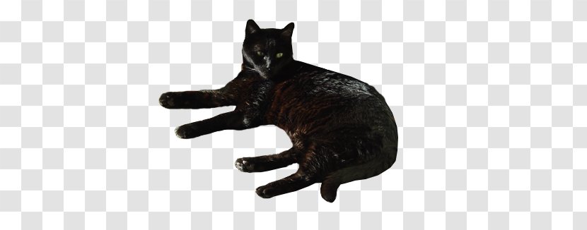 Black Cat Domestic Short-haired Bombay Whiskers Desktop Wallpaper - Like Mammal - Shorthaired Transparent PNG