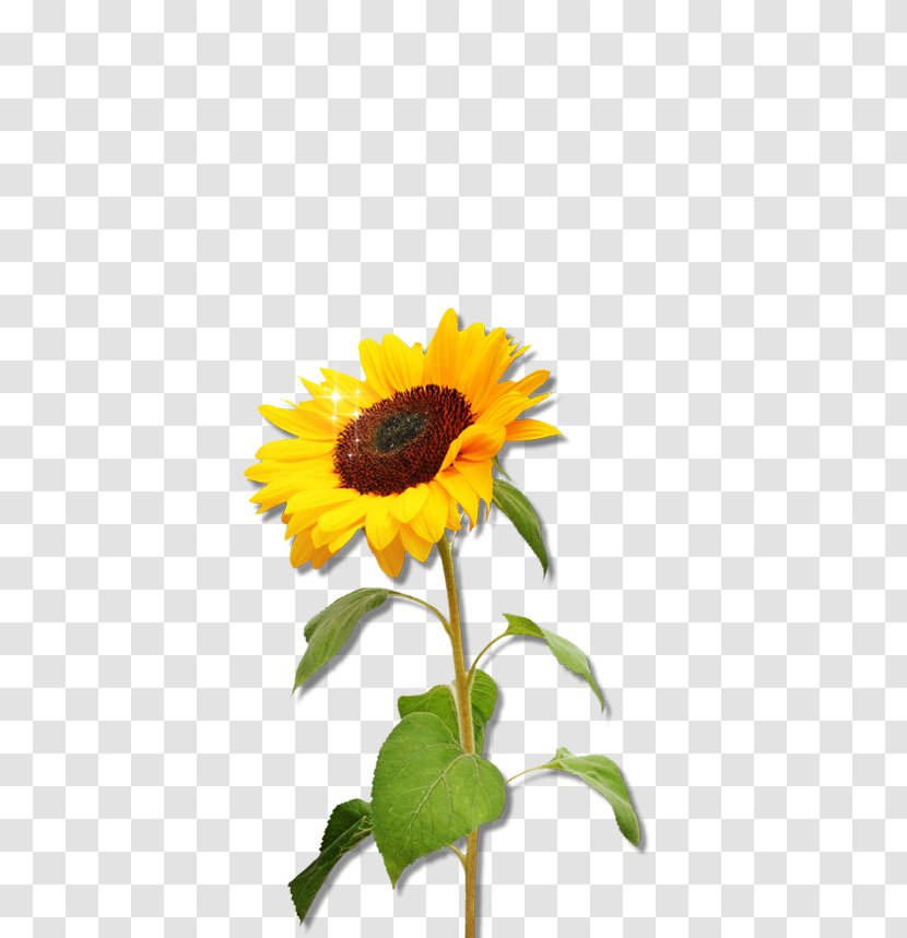 Common Sunflower Seed Clip Art - Sunflowers - Graphics Transparent PNG