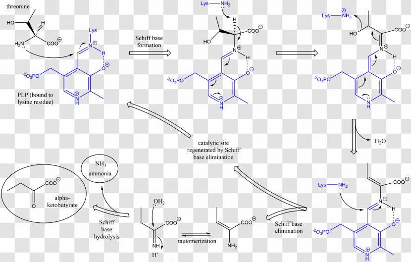 Threonine Ammonia-lyase Serine Dehydratase - Catalysis - Mechanism Transparent PNG
