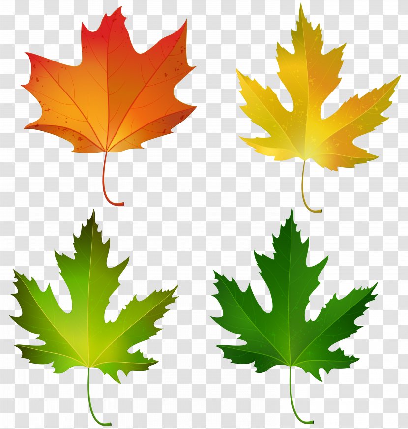 Maple Leaf Autumn Color Sugar Clip Art - Tree - Fall Leaves Set Decorative Clipart Image Transparent PNG