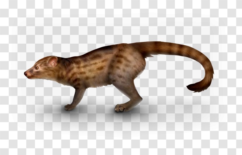 Cat Viverridae Dog Eocene Miacis Transparent PNG