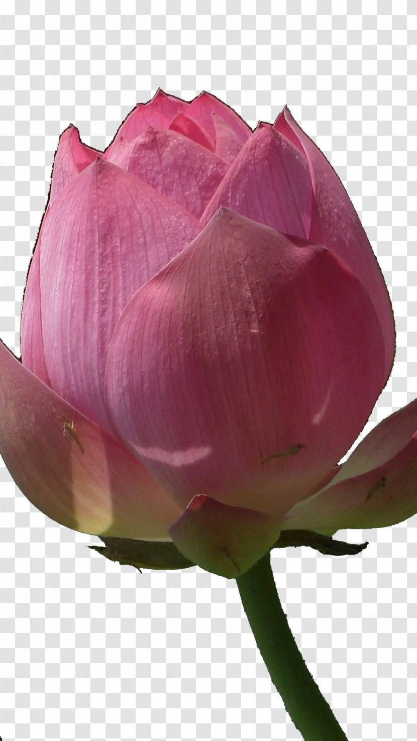 Centifolia Roses Garden Bud - Rosa - Lotus Transparent PNG