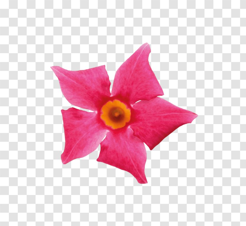 Petal Cut Flowers Pink M Flowering Plant - Magenta - Mandevilla Sanderi Transparent PNG