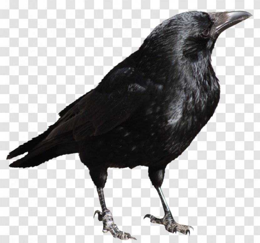 Clip Art - Raven - Crow File Transparent PNG