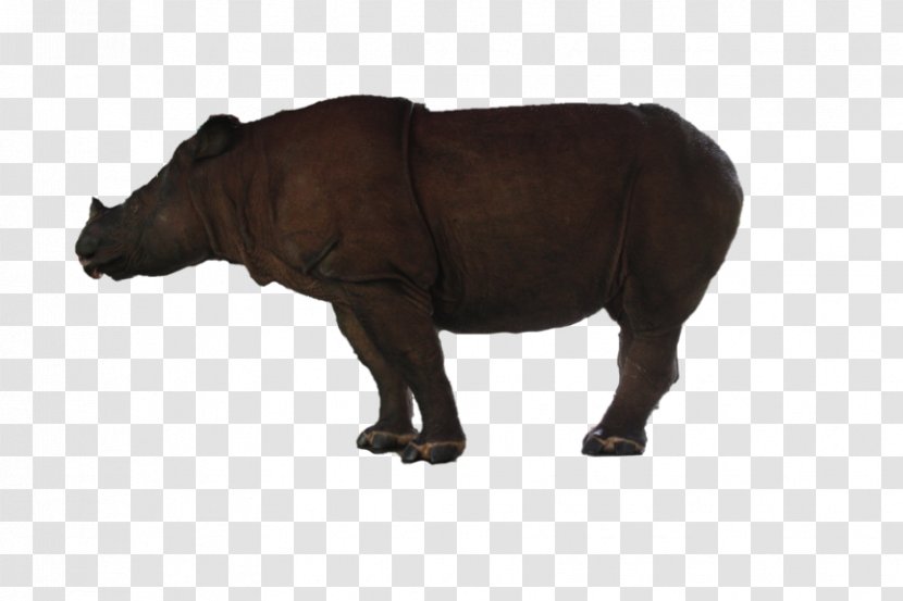 Rhinoceros Cattle Horn Mammal Terrestrial Animal Transparent PNG