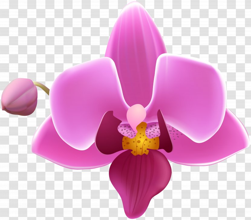 Moth Orchids Clip Art - Orchid - Orchide Transparent PNG