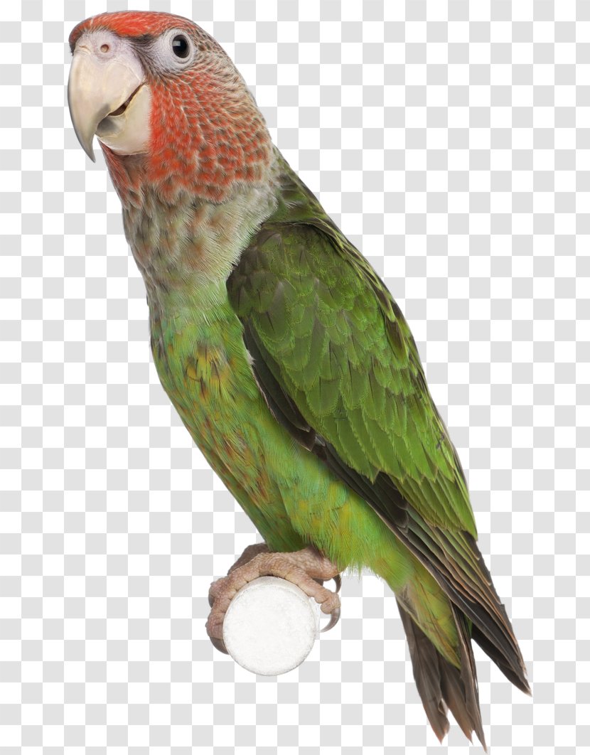 Bird Parrot Parakeet Clip Art - Plumage Transparent PNG