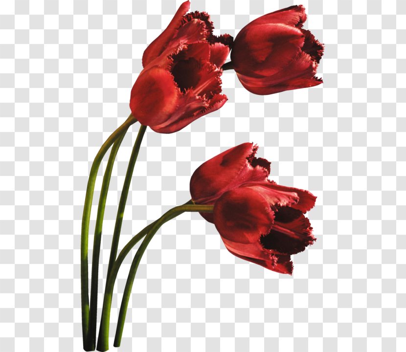 Tulip Cut Flowers Petal Plant Stem Transparent PNG