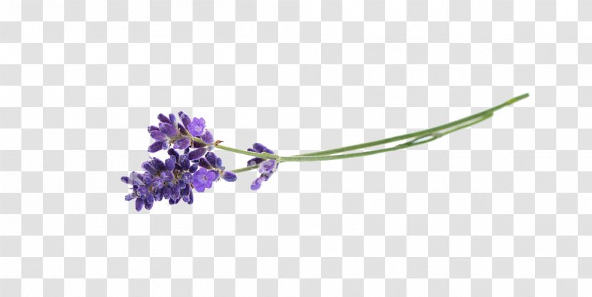 Lavender Flower Herb - Flowering Plant Transparent PNG