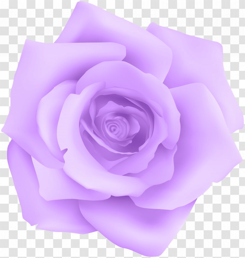 Purple Rose Blue - Cut Flowers - Transparent Clip Art Transparent PNG