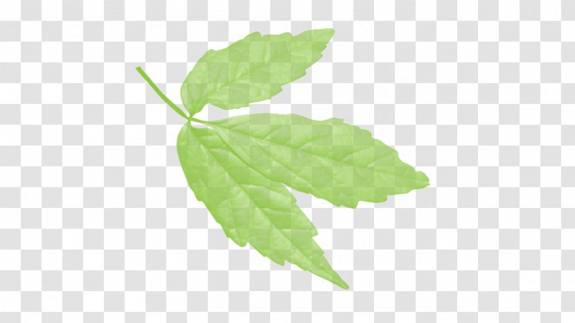 Leaf Deciduous Tree Green Sorbus Commixta - Plant Transparent PNG
