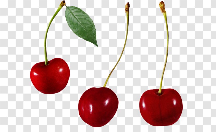 Sweet Cherry Malpighia Glabra Cerasus Auglis - Berry Transparent PNG