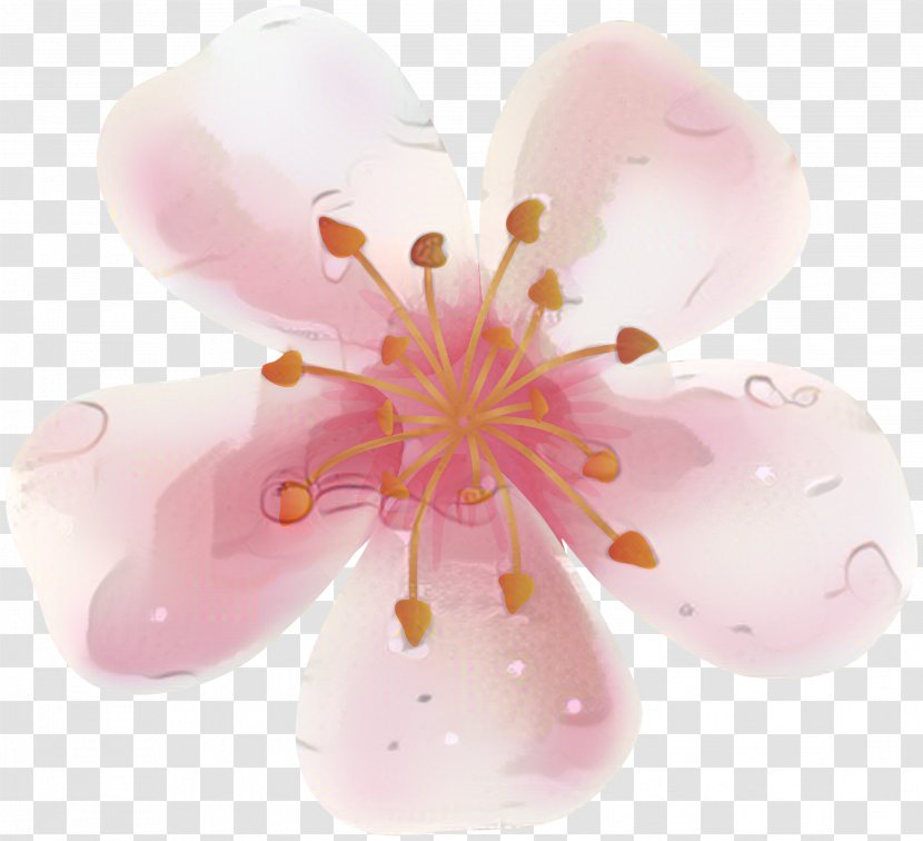 ST.AU.150 MIN.V.UNC.NR AD Cherry Blossom Pink M Close-up - Cherries - Wildflower Transparent PNG