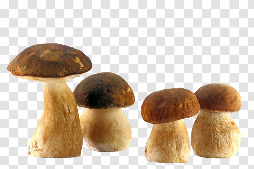 Boletus Edulis Edible Mushroom Fungus Common - Cep - Fresh Mushrooms Transparent PNG