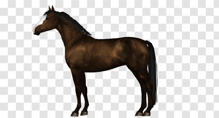 Stallion Hanoverian Horse Mustang Pony Foal - Mane Transparent PNG