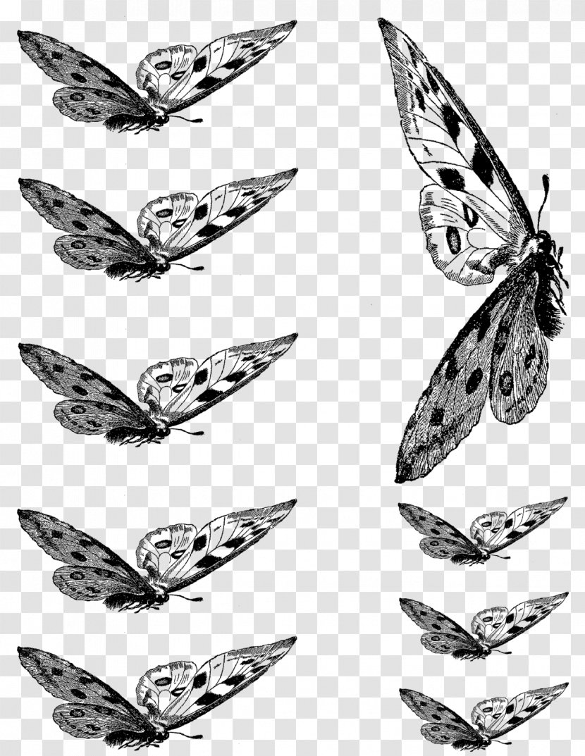 Butterfly Insect Collage Clip Art - Flight Transparent PNG