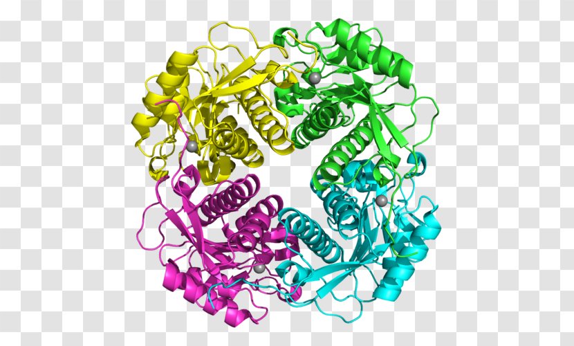 APIP APAF1 Protein Lyase Gene - Cell Death - Enzyme Transparent PNG