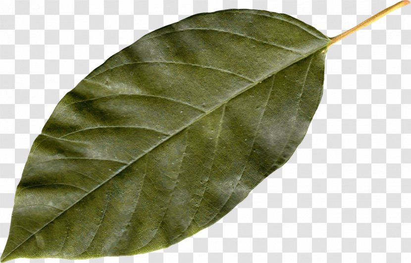 Autumn Leaf Color - Plant Transparent PNG