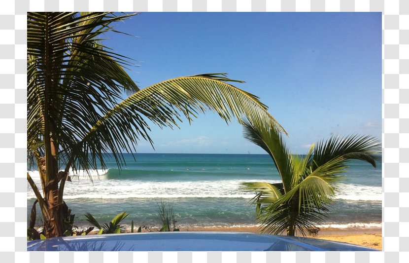 Caribbean Coconut Desktop Wallpaper Vacation Computer - Sea Transparent PNG