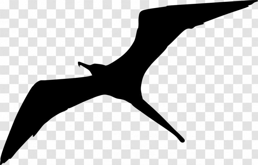 Fregatidae Bird Flock Clip Art - Sperm Whale - Silhouette Transparent PNG