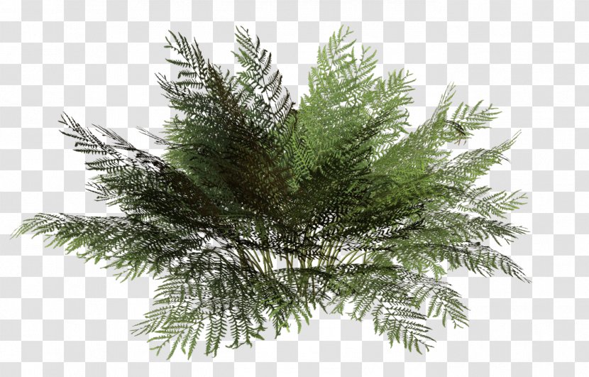 Tree Rendering Plant Shrub - Spruce - Bushes Transparent PNG