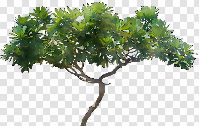 Flowerpot Shrub Houseplant Plane Trees - Woody Plant - Sageretia Theezans Transparent PNG