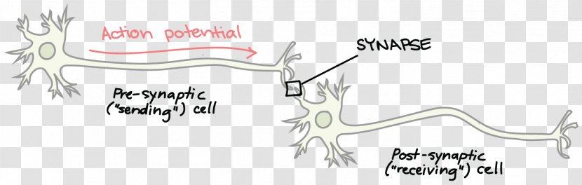 Neurotransmitter Synapse Neuron Brain Axon Terminal - Heart Transparent PNG