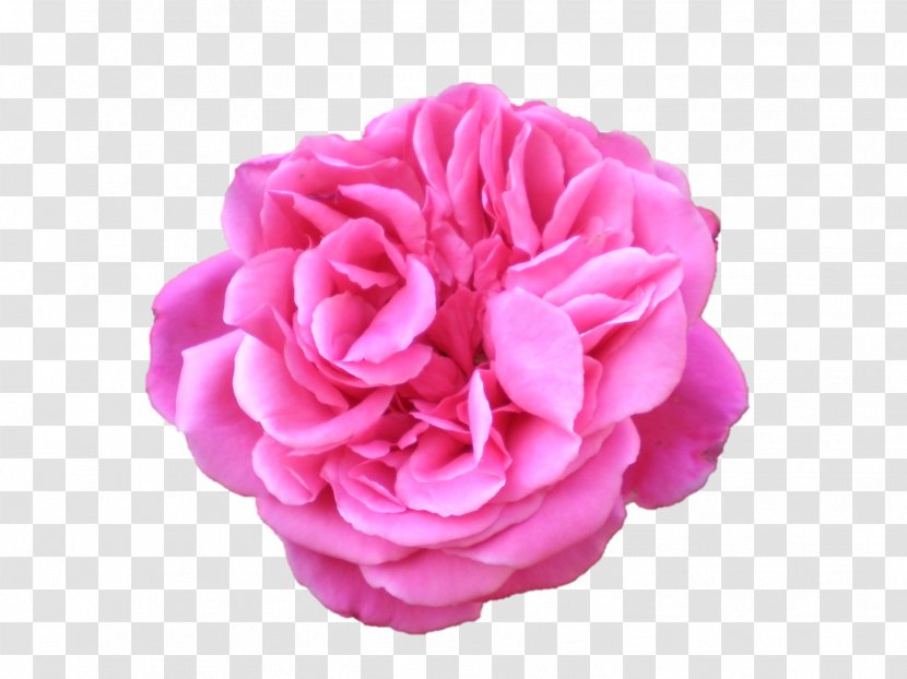 Belur Math Flower Preservation Garden Roses Centifolia - Artificial - Durga Maa Transparent PNG