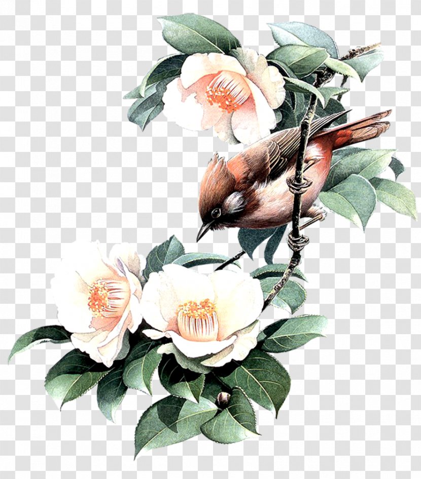 Bird Owl Painting - Rose Order - Watercolor Animals Transparent PNG