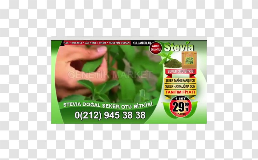 Candyleaf Stevia Plant Sugar Health - Herbal Transparent PNG